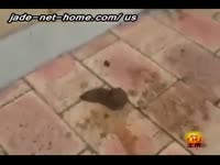 Office Women Accidently Pissing And Shitting In Their